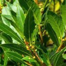 5 Sweet Laurel Bay Tree Plant Cuttings. Free US Shipping 5 Sweet Laurel Bay Tree Plant Cuttings. Free US Shipping