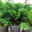 Live Plants - Chamomile Live Herb Plant - 20-30 days old , 3" to 6" tall Live Plants - Chamomile Live Herb Plant - 20-30 days old , 3" to 6" tall