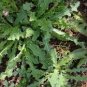 1 Bare Root Live Plant Lactuca Virosa Wild Lettuce poppy Organic Pain Relief
