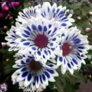 20 Blue Window Daisy flower seeds for spring summer Blue Yellow White colorful 20 Blue Window Daisy flower seeds for spring summer Blue Yellow White colorful