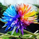 Garden Plants 100Rare Rainbow Chrysanthemum Seeds Flowers Seed Bright Color Seed