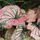 100Pcs Caladium Flower Seeds Rare 6 Kinds Color Perennial Garden Open Air Bonsai