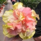 20 Double Pink Orange Hibiscus Seeds Flowers Flower Seed Perennial Bloom