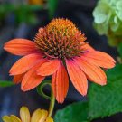 50 Sherbert Coneflower Seeds Echinacea Perennial Flowers Bloom Flowers Seed 50 Sherbert Coneflower Seeds Echinacea Perennial Flowers Bloom Flowers Seed