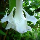 10 Triple White Angel Trumpet Seeds Flowers Seed Flower Brugmansia Datura
