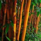 50 Orange Bamboo Seeds Privacy Seed Garden Clumping Exotic Screen 50 Orange Bamboo Seeds Privacy Seed Garden Clumping Exotic Screen