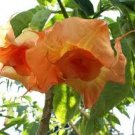 10 Magic Momen Angel Trumpet Seeds Flowers Seed Flower Brugmansia Datura