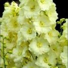 50 Yellow Delphinium Seeds Perennial Garden Flower Seed Flowers