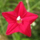 50+ CARDINAL CLIMBER SEEDS HUMMINGBIRD VINE RARE BEES FLOWER BLOOMS TRELLIS 50+ CARDINAL CLIMBER SEEDS HUMMINGBIRD VINE RARE BEES FLOWER BLOOMS TRELLIS