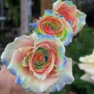 Rare Multi-Colors Rainbow Rose Flower Seeds Garden Plant 100Pcs
