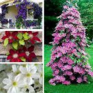 50 PCS Seeds Climbing Clematis Bonsai Flowers Color Mix Perennial Pot Garden 50 PCS Seeds Climbing Clematis Bonsai Flowers Color Mix Perennial Pot Garden