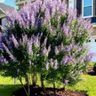 10 unrooted cuttings blue-purple Vitex agnus-castus Chaste tree to root graft