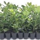 Nellie R. Stevens Holly - Live Plants - Evergreen Privacy Trees Red Berries Nellie R. Stevens Holly - Live Plants - Evergreen Privacy Trees Red Berries