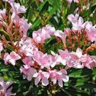 Oleander Petite Pink | Live Plants | Nerium | Compact Dwarf Evergreen Shrub Oleander Petite Pink | Live Plants | Nerium | Compact Dwarf Evergreen Shrub