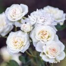 White Drift® Groundcover miniature rose bush 4-Fresh Rose cuttings White Drift® Groundcover miniature rose bush 4-Fresh Rose cuttings