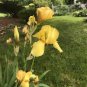 4 Bare Root Plant Rhizome Flower Historical Yellow Iris Perennial Evergreen