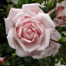 New Dawn Climbing Rose Mature Potted Famous Classic Award-winning white pink
