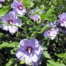 2 Hibiscus Althea Rose Of Sharon rooted plant pink. Edible Landscape small tree 2 Hibiscus Althea Rose Of Sharon rooted plant pink. Edible Landscape small tree