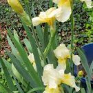 2 yellow White Bearded Iris Rhizome root ~ Bulb ~Rhizomes ~ Tall Heirloom
