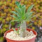 Pachypodium Lealii - Cacti Cactus Real Plant Live Plant - EXACT PLANT S1082