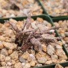 Euphorbia platyclada dead plant cactus Cacti Succulent real live plant