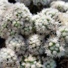 Mammillaria gracilis fragilis monstrose cactus Cacti Succulent real live plant