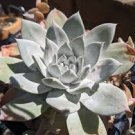 Giant Chalk Dudleya ‘Dudleya brittonii’ cactus Cacti Succulent real live plant Giant Chalk Dudleya ‘Dudleya brittonii’ cactus Cacti Succulent real live plant