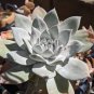 Giant Chalk Dudleya ‘Dudleya brittonii’ cactus Cacti Succulent real live plant