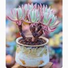 Succulent Plant Multiple heads Plant Dudleya brittonii Johansen Live Plant Succulent Plant Multiple heads Plant Dudleya brittonii Johansen Live Plant
