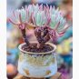 Succulent Plant Multiple heads Plant Dudleya brittonii Johansen Live Plant