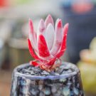 5cm 1PCS Succulent Live Plants Dudleya Caespitosa Beautiful Cactus Rare Garden
