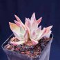 5cm 1PCS Succulent Live Plants Dudleya Caespitosa Beautiful Cactus Rare Garden