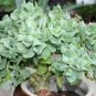 Ripple Jade Ruffle Jade Crassula arborescens subsp. undulatifolia 3 Cuttings
