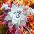 Dudleya Campanulata Succulent Cactus Live Plant Crassulaceae Home Garden Rare