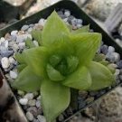 Haworthia planifolia cactus Cacti Succulent real live plant