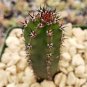 Harrisia jusbertii cactus Cacti Succulent real live plant