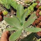 Echeveria subrigida cactus Cacti Succulent real live plant