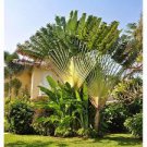 *L*Live Plant* Traveler Palm *Live Plant