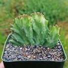 Coral Cactus - Euphorbia lactea crested cactus Cacti Succulent real live plant Coral Cactus - Euphorbia lactea crested cactus Cacti Succulent real live plant