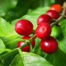 Coffee Plant - Coffea arabica - Live Plant Coffee Plant - Coffea arabica - Live Plant