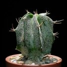 Astrophytum ornatum - Monk's Hood - Large Live Cactus Plant