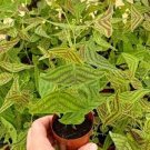 Christia Obcordata Butterfly Wings Plant 2.5in pot, Rare Houseplant, Live Plant