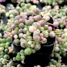 Variegated String of Pearls Senecio rowleyanus Succulent Plant