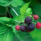 Organic Black Raspberry live plant hardy perennial