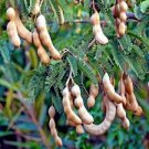 10 Tamarind Tree Seeds Tamarindus indica Tropical Fruit Flower Plant, Bonsai 10 Tamarind Tree Seeds Tamarindus indica Tropical Fruit Flower Plant, Bonsai