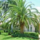 10 CANARY ISLAND DATE PALM Tree Seeds (Phoenix Canariensis) Hardy Fruit Plant 10 CANARY ISLAND DATE PALM Tree Seeds (Phoenix Canariensis) Hardy Fruit Plant