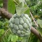 ORGANIC "Sugar Apple" Fruit Tree Seeds (Annona squamosa) Tropical Sweetsop Plant