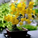 STRATIFIED Ginkgo Biloba Tree Seeds Maidenhair Yellow Rare Bonsai Plant Hardy-3