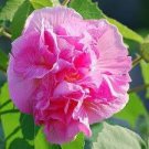 Rosemallow Confederate Rose Hibiscus mutabilis versicolor - Cuttings Rosemallow Confederate Rose Hibiscus mutabilis versicolor - Cuttings