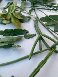 5 DIFFERENT RHIPSALIS CUTTINGS -Unnamed- Different Types - Easy to Root-Tropical